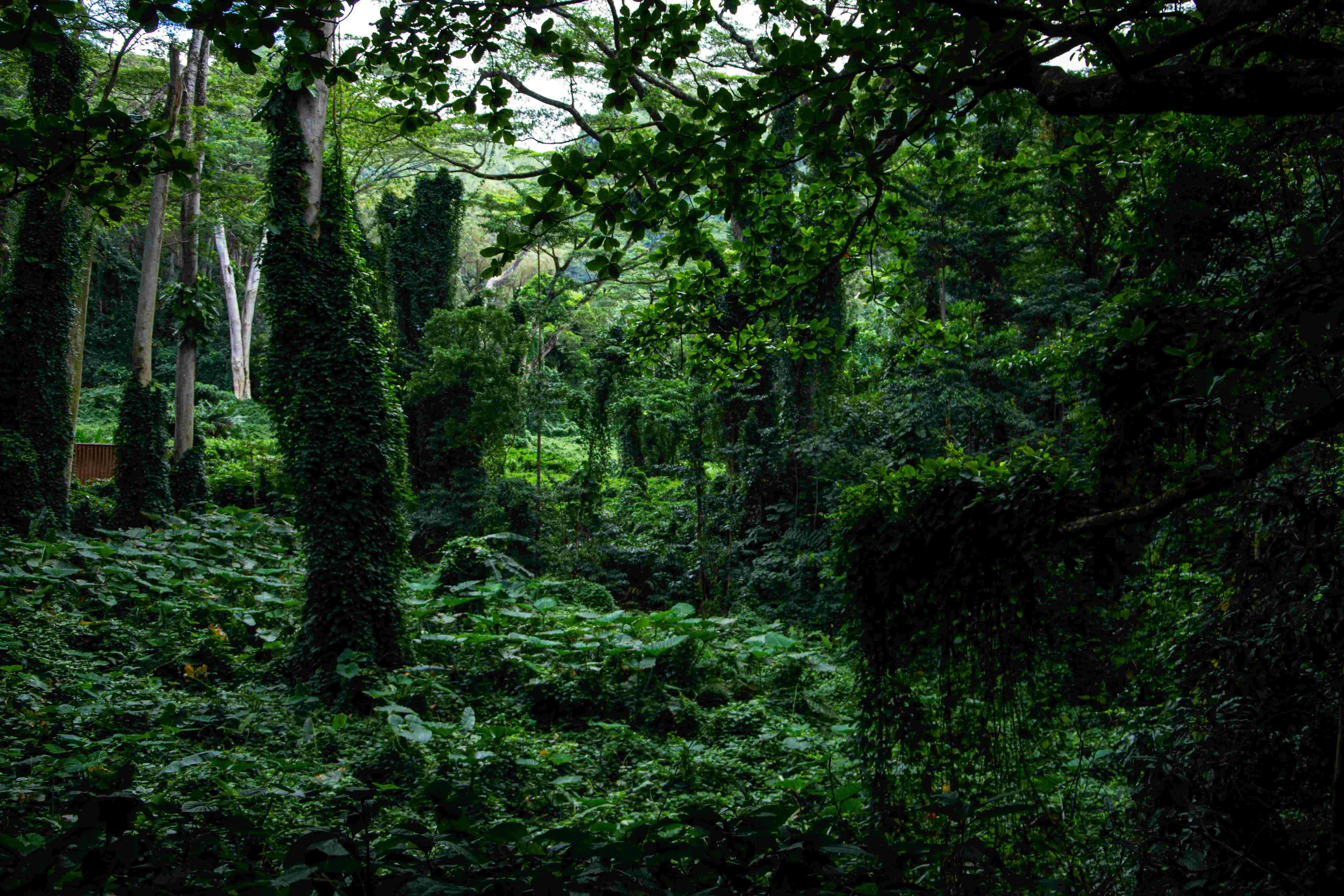 Dense jungle canopy