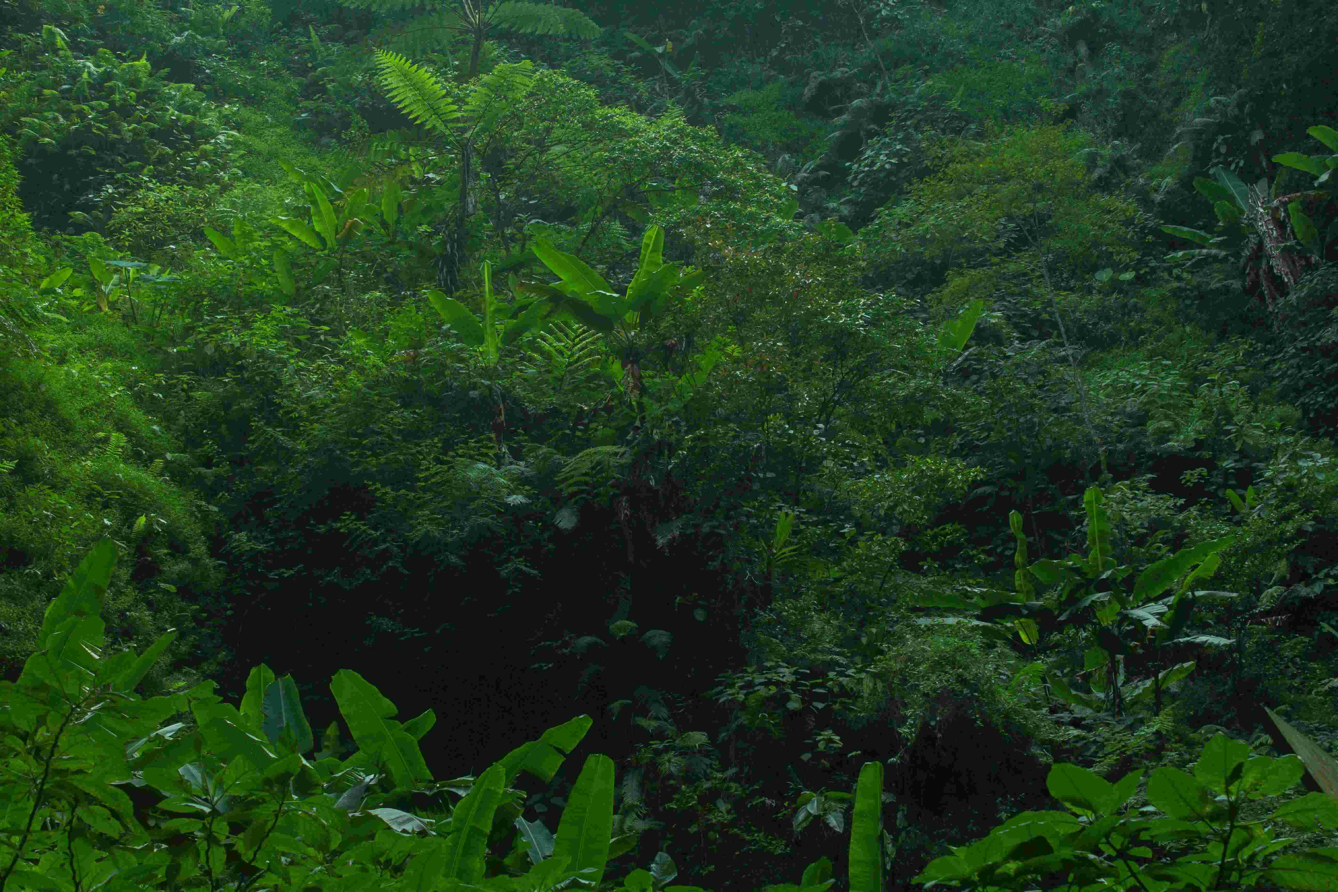 Lush jungle vegetation