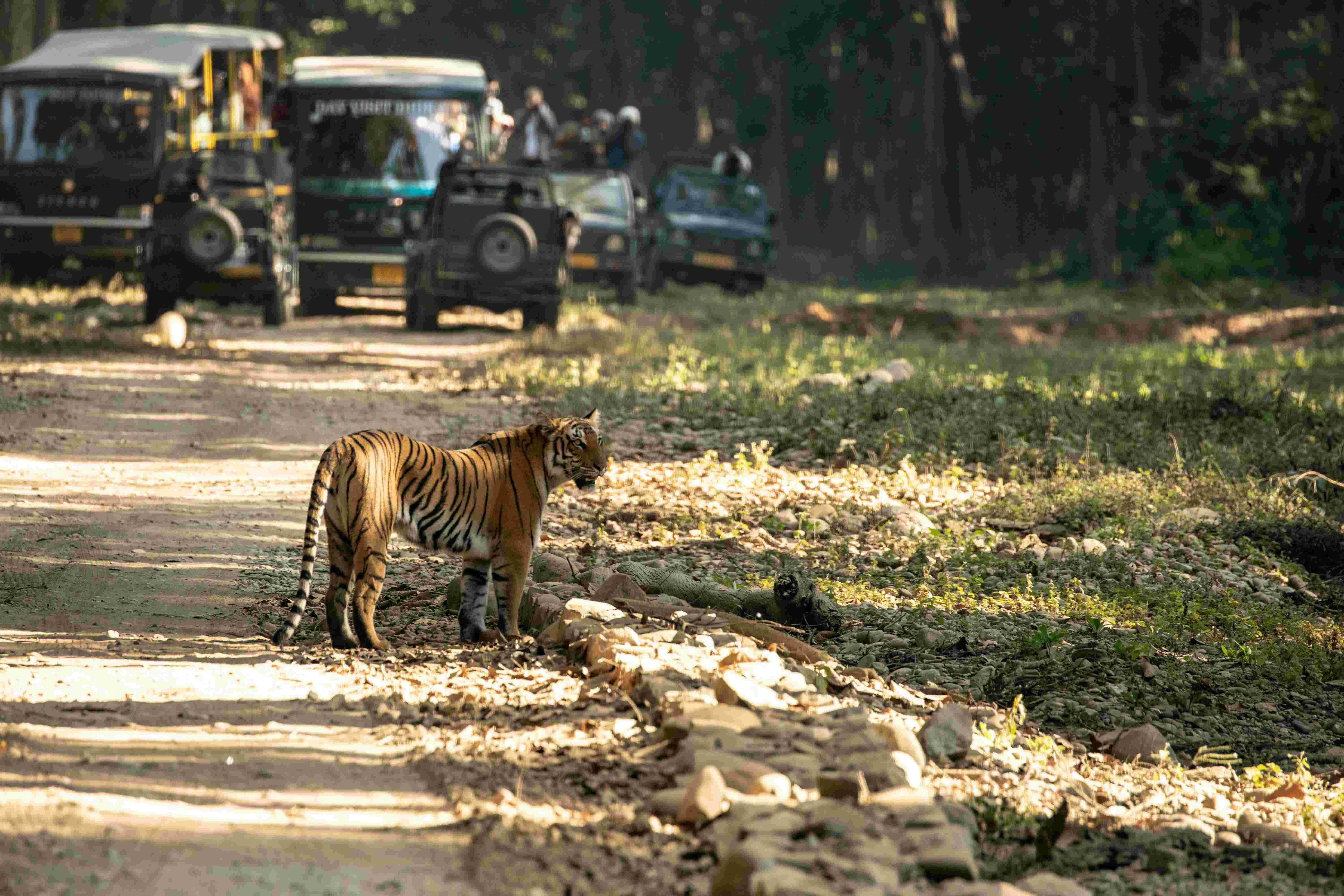 Tiger spotted during Rajaji safari